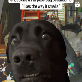 Purpose Bag Joke/Meme Reel with dog centre screen